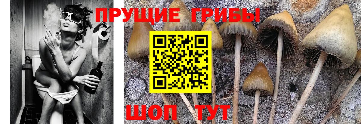 Галлюциногенные грибы GOLDEN TEACHER Москва